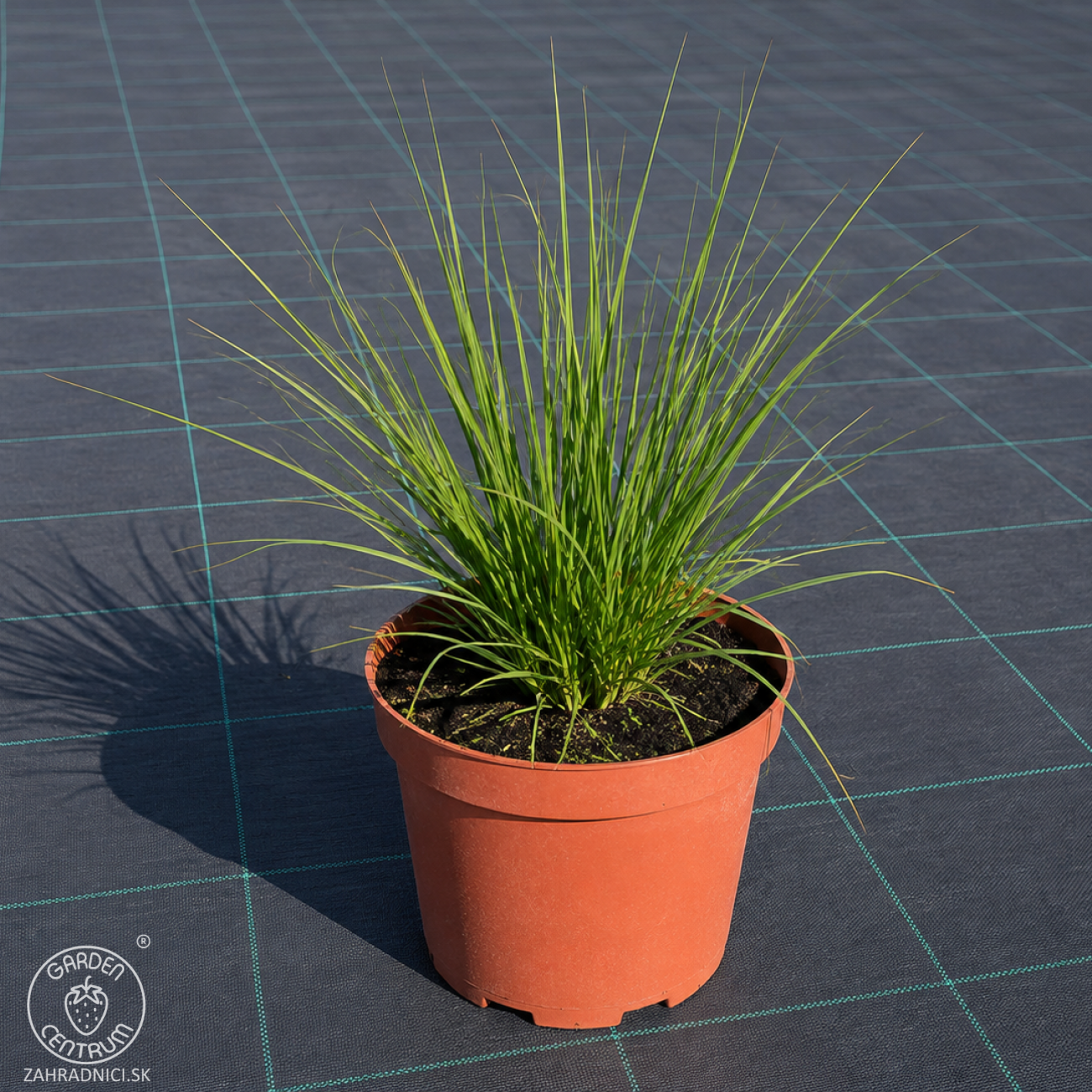 Obrázok Perovec psiarkovitý (Pennisetum alopecuroides) ‘HAMELN’ - kont. C2L